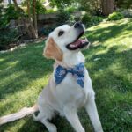 Teal and Pink Collar Bow for Dogs