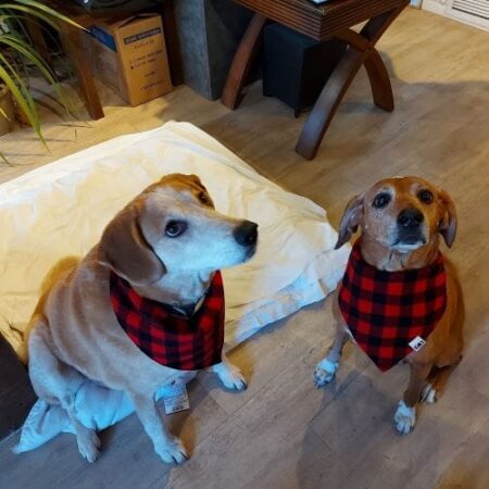 Buffalo Plaid Snap-On Pet Bandana