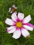 Cut Flower Garden Kit w/ Zinnia, Cosmo, and Sunflower seeds