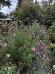 Cut Flower Garden Kit w/ Zinnia, Cosmo, and Sunflower seeds
