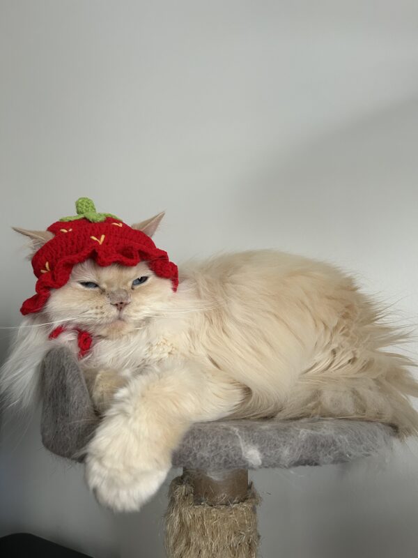 Handmade crochet strawberry Hat for cat and small dog cute style