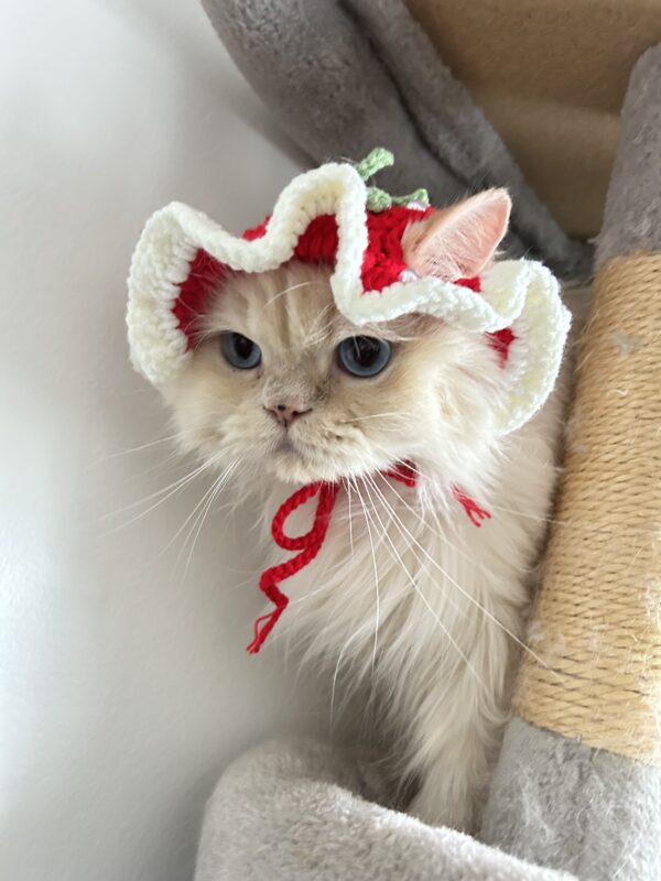 Handmade crochet strawberry Hat for cat and small dog cute style