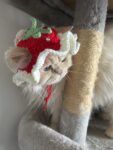 Handmade crochet strawberry Hat for cat and small dog cute style