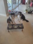 3 bowl dog bowl stand - raised dog bowl stand- Tall Dog bowl stand with stylish backsplash-Tall dog bowl stand
