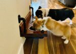Floating Dog Bowl Feeder - Wall Mount Stylish Design for Modern Pet Dining - Space-Saving Dog Feeder & Bowl Combo