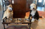 3 bowl dog bowl stand - raised dog bowl stand- Tall Dog bowl stand with stylish backsplash-Tall dog bowl stand