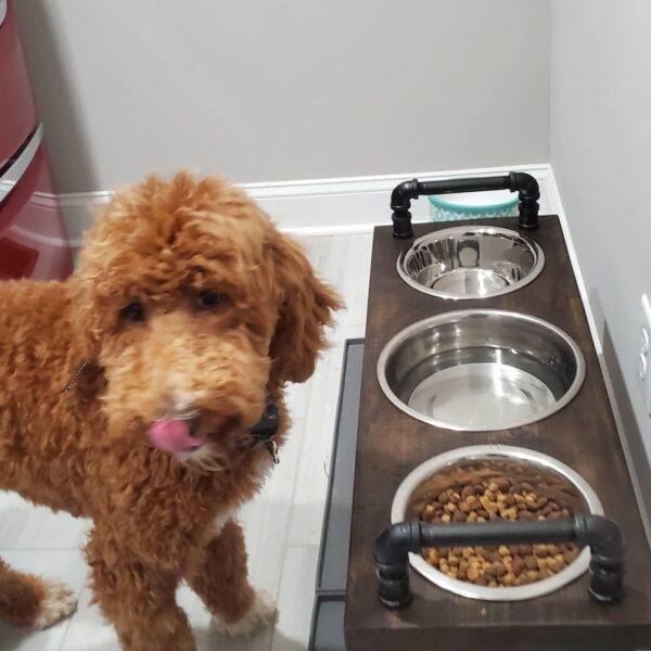 3 bowl dog bowl stand - raised dog bowl stand- Tall Dog bowl stand with stylish backsplash-Tall dog bowl stand