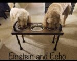 3 bowl dog bowl stand - raised dog bowl stand- Tall Dog bowl stand with stylish backsplash-Tall dog bowl stand