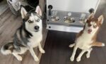 Floating Dog Bowl Feeder - Wall Mount Stylish Design for Modern Pet Dining - Space-Saving Dog Feeder & Bowl Combo