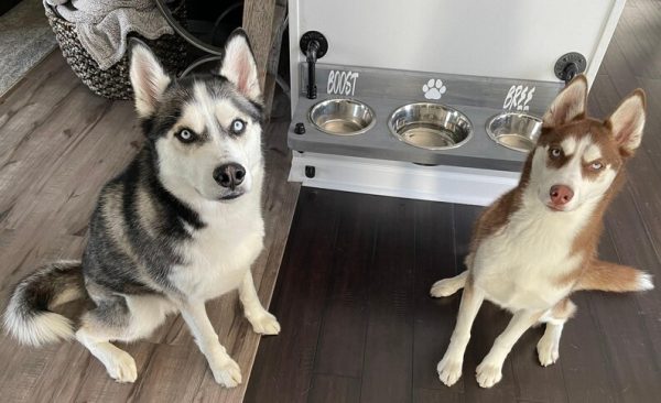 Floating Dog Bowl Feeder - Wall Mount Stylish Design for Modern Pet Dining - Space-Saving Dog Feeder & Bowl Combo