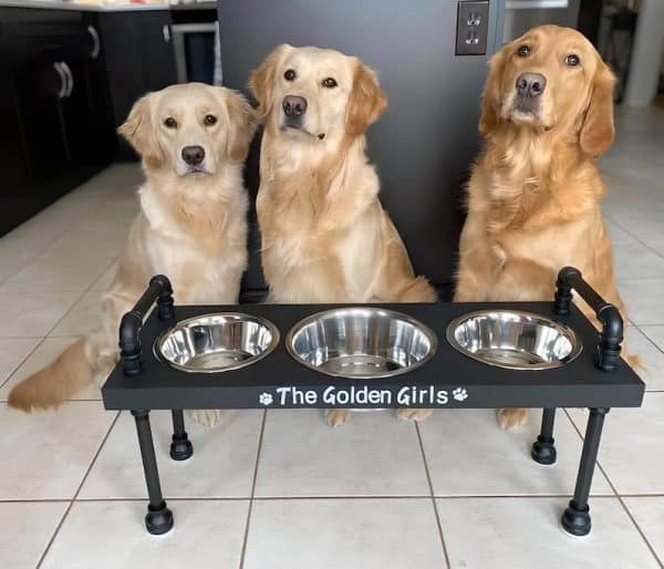3 bowl dog bowl stand - raised dog bowl stand- Tall Dog bowl stand with stylish backsplash-Tall dog bowl stand