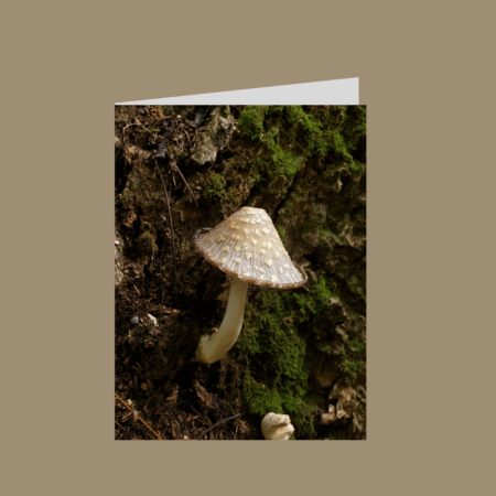 Inkcap mushroom in forest folded greeting card