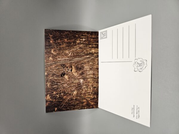 White Tailed Deer hiding in foliage postcard