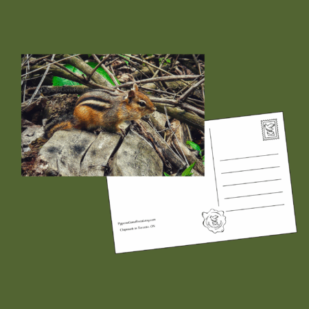 Chipmunk in forest postcard