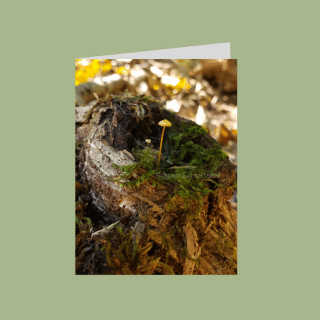Forest moss tree stump mushrooms card