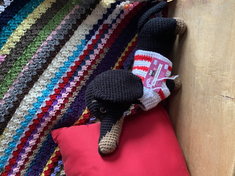 Dachshund in a Sweater