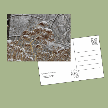 Grasses covered in snow after a storm postcard