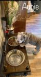 Steampunk Raised Dog Bowl Feeder: Industrial Style
