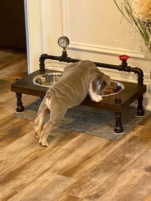 Steampunk Raised Dog Bowl Feeder: Industrial Style