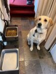 Floating water bin upper mount- wall mount water basin feeder - floating dog basin - large feeding bin-floating food bin