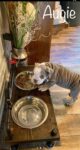 Steampunk style unique raised dog bowl feeder