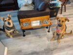 Raised water bin with 2 bowls on each end. Water Bin and Dual Feeder - tall dog bowl stand