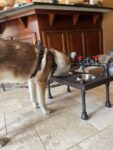 UNIQUE Steampunk style raised dog bowl feeder| cool Dog Feeder- Steampunk style - RAISED FEEDER