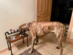 UNIQUE Steampunk style raised dog bowl feeder| cool Dog Feeder- Steampunk style - RAISED FEEDER