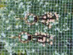 Blush Bloom Beaded Fringe Earrings – Handmade Floral Dangle with Wood Accent Hoops
