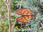 Handmade Beaded Monarch Wing Earrings – Orange and Gold Boho Fringe Jewelry