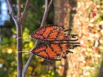 Handmade Beaded Monarch Wing Earrings – Orange and Gold Boho Fringe Jewelry