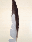 Indigenous Handcrafted Smudge Kit: Silver Sage Bundle, Beaded Feather Fan for Spiritual Cleansing