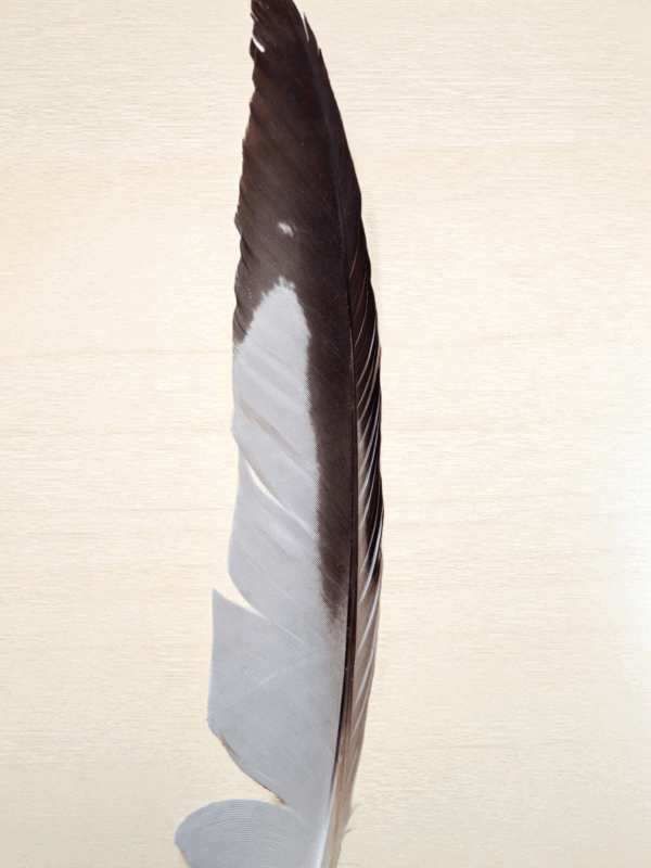 Indigenous Handcrafted Smudge Kit: Silver Sage Bundle, Beaded Feather Fan for Spiritual Cleansing