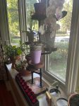 Industrial Plant Stand: 5,6 or 7 Tier Freestanding Metal Plant Holder - FREE SHIPPING