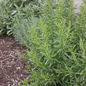 Rosemary Salve