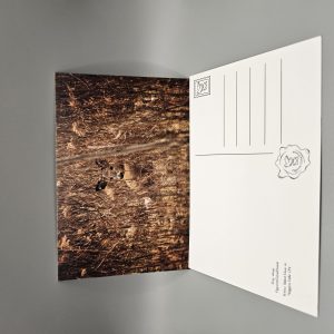 White Tailed Deer hiding in foliage postcard