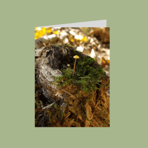 Forest moss tree stump mushrooms card