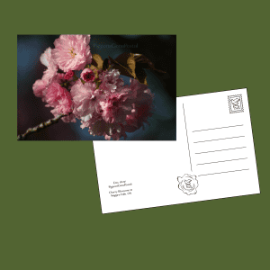 Cherry Blossoms pink flower postcard