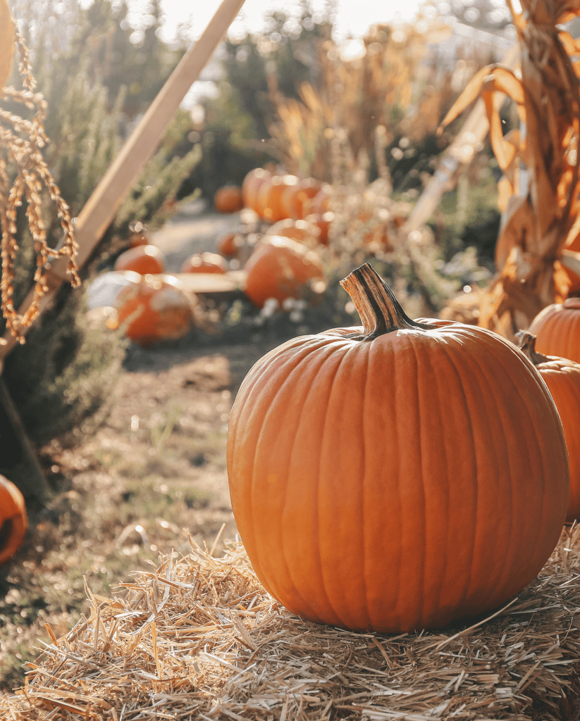 Pumpkin-bar-soap