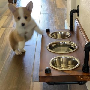 Floating Dog Bowl Feeder - Wall Mount Stylish Design for Modern Pet Dining - Space-Saving Dog Feeder & Bowl Combo
