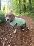 Crochet Pet Sweaters