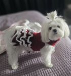 Crochet Pet Sweaters