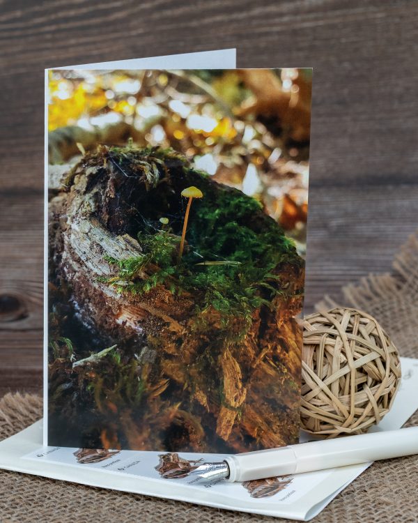 Forest moss tree stump mushrooms card