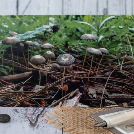 Pleated Inkcaps mushroom card