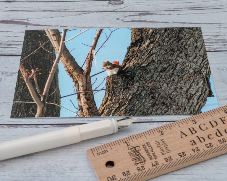 Red Squirrel Angled