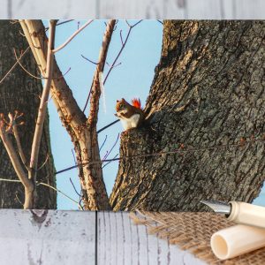 Red Squirrel with Icicle postcard