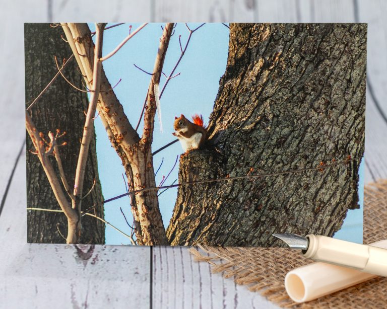Red Squirrel with Icicle postcard